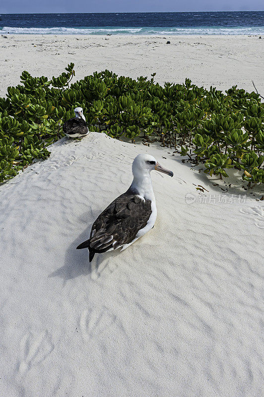 Laysan Albatross, Phoebastria immutabilis, is a large seabird that ranges across the North Pacific. Papahānaumokuākea Marine National Monument, Midway Island, Midway Atoll, Hawaiian Islands